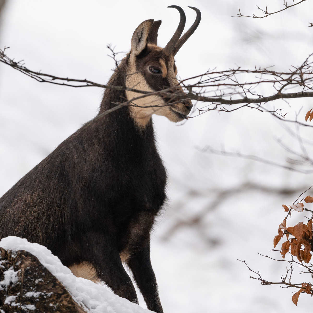 Chamois par Philippe Jaccard